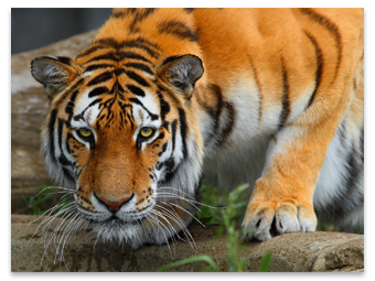 Obrázek pro otočení a převrácení