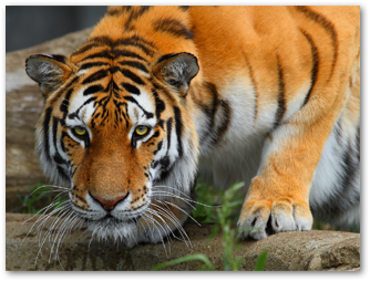 Введіть зображення для застосування ефекту розмиття